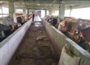 Sapi Madura Jadi Primadona Jelang Idul Adha di Villa Ternak Cikerai: Daging Lebih Padat, Masyarakat Makin Puas