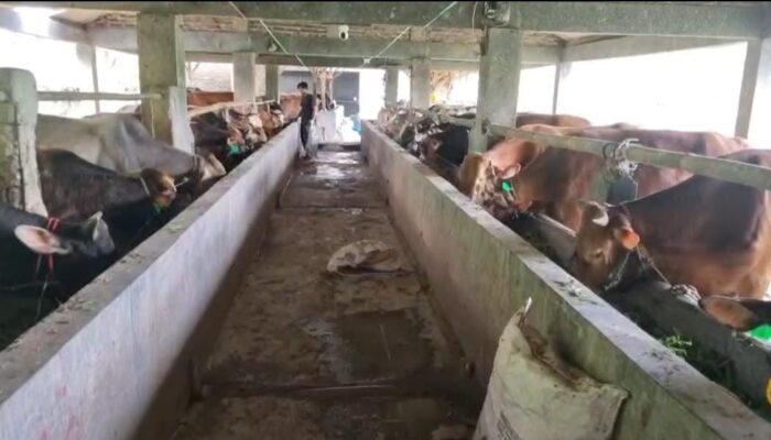 Sapi Madura Jadi Primadona Jelang Idul Adha di Villa Ternak Cikerai: Daging Lebih Padat, Masyarakat Makin Puas
