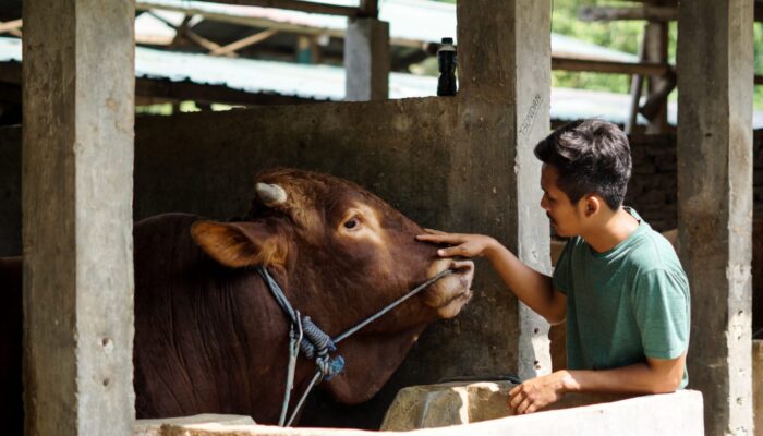 Dari Supir Kambing ke Pengusaha Ternak: Iman Setiawan Bangun Ekosistem Peternakan di Tengah Kota Industri