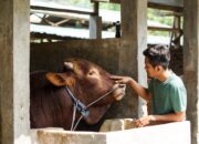 Tetap Amanah di Tengah Kenaikan Harga, Villa Ternak Cikerai Tawarkan Hewan Kurban Berkualitas