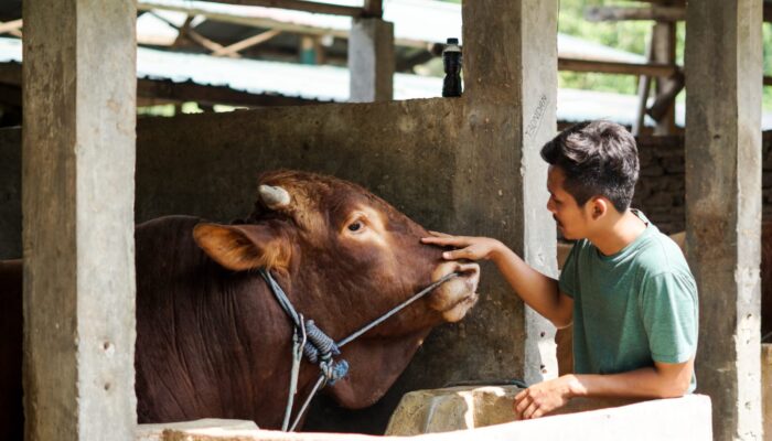 Tetap Amanah di Tengah Kenaikan Harga, Villa Ternak Cikerai Tawarkan Hewan Kurban Berkualitas