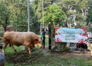 Sapi Kurban 1,1 Ton dari Presiden Prabowo Dipotong di Banten: Bukti Kepedulian Negara pada Rakyat