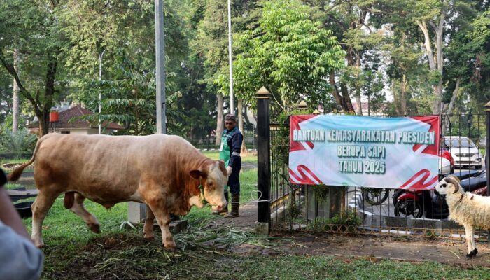 Sapi Kurban 1,1 Ton dari Presiden Prabowo Dipotong di Banten: Bukti Kepedulian Negara pada Rakyat