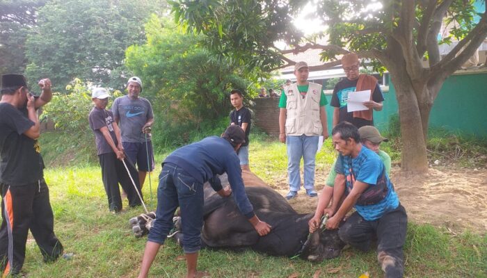 Sembelih 19 Hewan Kurban, Al-Khaeriyah Jadikan Kurban Momentum Sosial di Cilegon