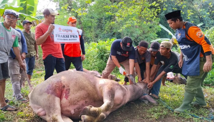 PKS Tancap Gas di Idul Adha: 2,3 Juta Paket Daging Kurban Dibagikan, 603 Ekor Disembelih di Banten