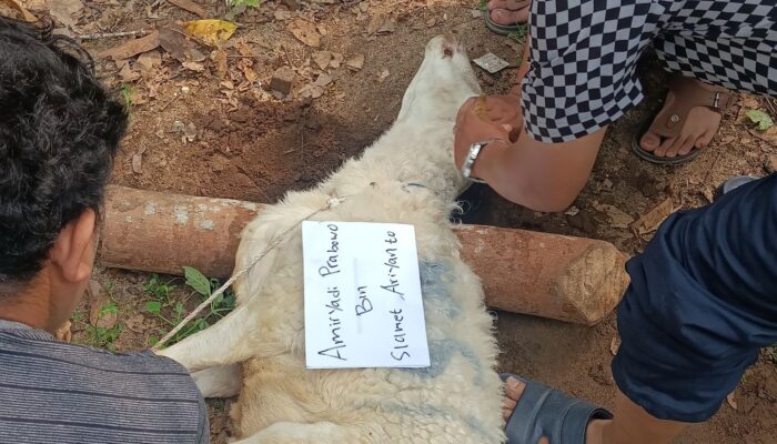 Idul Adha 1445 H, HMI Cabang Cilegon Gelar Pemotongan Hewan Qurban