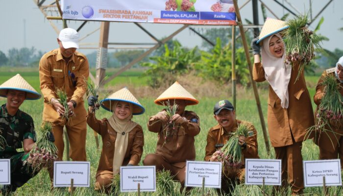 Ratu Tani Bahagia Dilaunching: Bupati Zakiyah Tancap Komitmen Swasembada Lewat Panen Bawang Merah