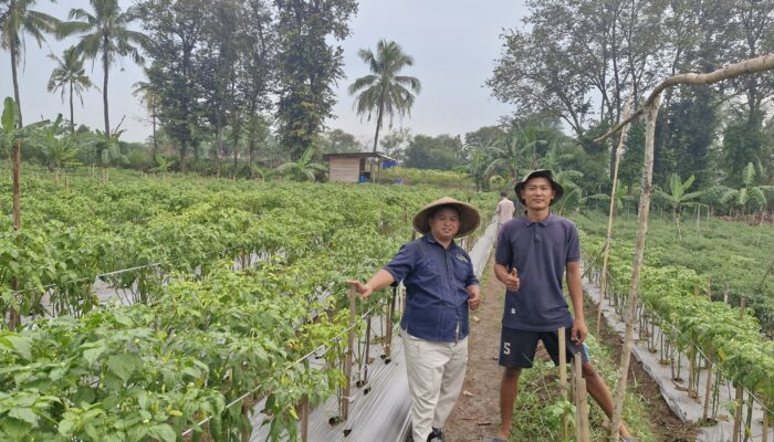 Media Turun Sawah: SMSI Cilegon Sulap Lahan Tidur Jadi Kebun Cabai, Tantang Pemerintah Jangan Cuma Jadi Penonton