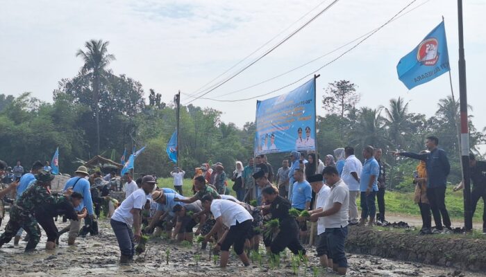 Geger! Padi Super PS08 Tumbuh Dua Kali Lipat di Cilegon, Petani Kaget Lihat Burung Datang Berbondong-bondong
