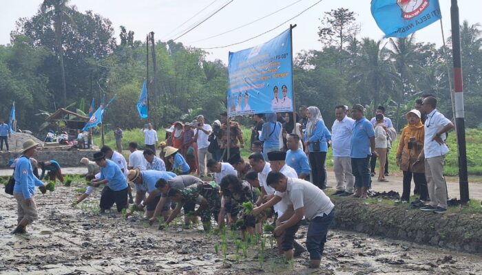 Abah Sahruji Turun ke Sawah, Yayasan Bhakti Bela Negara Tanam Padi Demi Ketahanan Pangan di Jantung Kota Cilegon