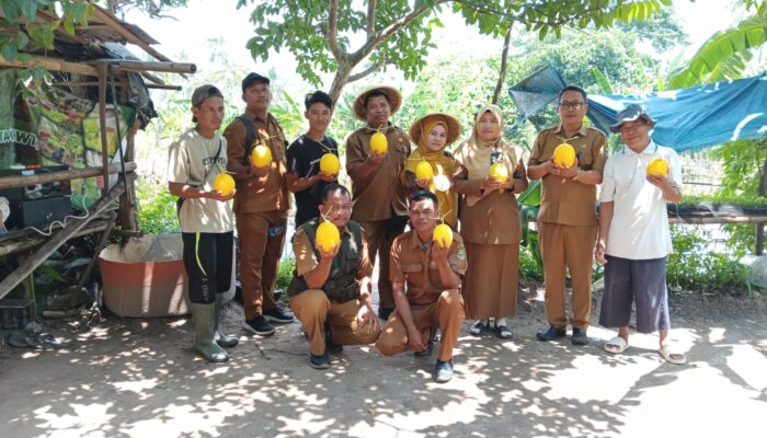 Petani Milenial Raup Sukses dari Melon Emas: Rafilafarm Tunjukkan Bertani Itu Keren