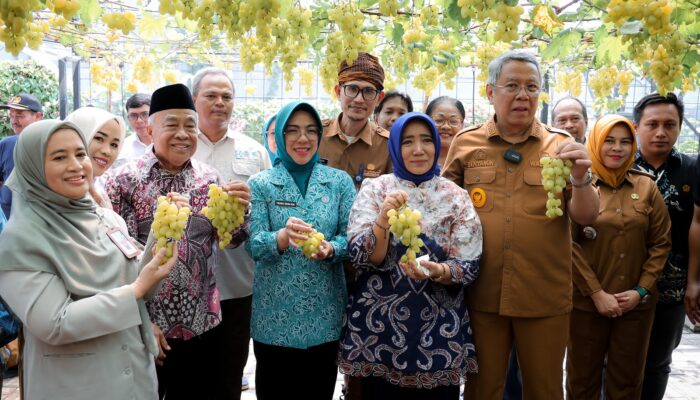 Panen Anggur Ponjay Pecah di Tangsel: TP PKK Banten Dukung Urban Farming Tingkatkan Ekonomi Keluarga