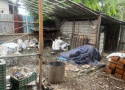 Geger! Udang Beku Indonesia Terkontaminasi Radioaktif Cs-137, BAPETEN Turun Tangan