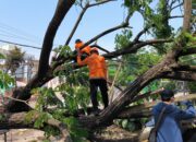 Horor di Kantor MUI Cilegon! Mobil Sekretaris Tertimpa Pohon Raksasa, Nyaris Makan Korban