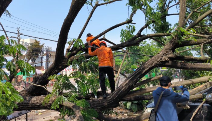 Horor di Kantor MUI Cilegon! Mobil Sekretaris Tertimpa Pohon Raksasa, Nyaris Makan Korban