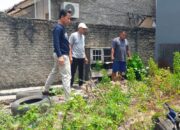 Ular Sanca Raksasa Gegerkan Warga Ketileng, Lurah Turun Tangan di Hari Libur