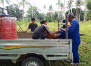 Diterjang Ombak Ganas di Cinangka, Remaja Hilang Diseret Laut, Tim SAR Banten Kerahkan Operasi Besar-Besaran