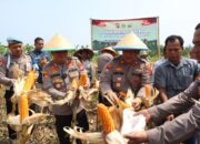 Polres Cilegon Panen Raya Jagung Tahap III: Wujud Sinergi Ketahanan Pangan, Dorong Puloampel Jadi Lumbung Jagung Banten