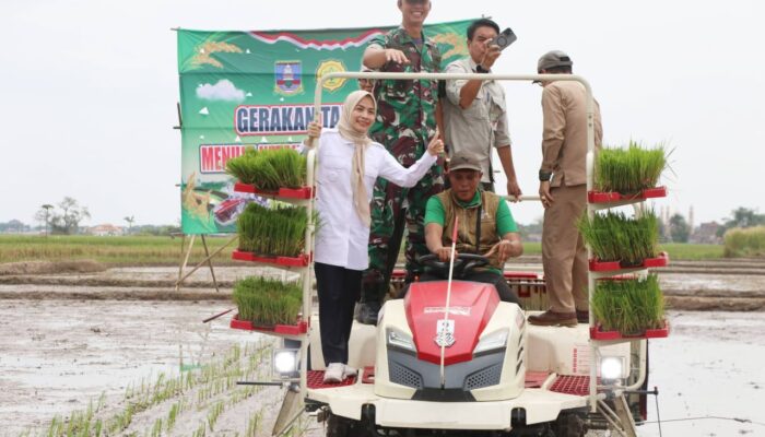 Bupati Serang Gaspol Tanam Padi Modern, Target Panen 3 Kali Setahun Demi Petani Sejahtera