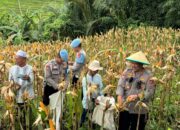 Polri Turun ke Sawah: Jagung Ketahanan Pangan Ditanam, Kamtibmas Ikut Dijaga