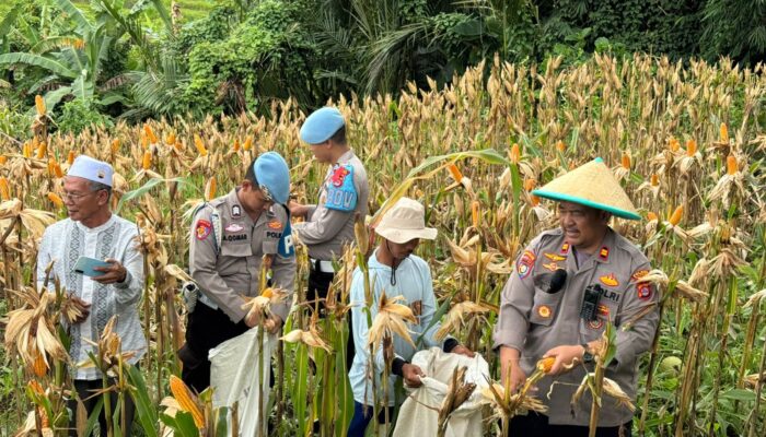 Polri Turun ke Sawah: Jagung Ketahanan Pangan Ditanam, Kamtibmas Ikut Dijaga