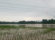 519 Hektare Puso, Pemkab Serang Tancap Gas Ajukan Bantuan Benih ke Kementan