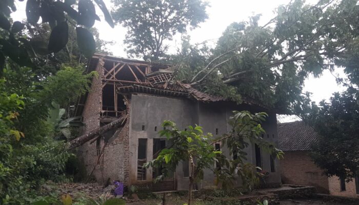 Dini Hari Mencekam! Pohon Peuteuy Raksasa Tumbang Timpa Rumah Warga di Cadasari, Dua Orang Dilarikan ke Puskesmas