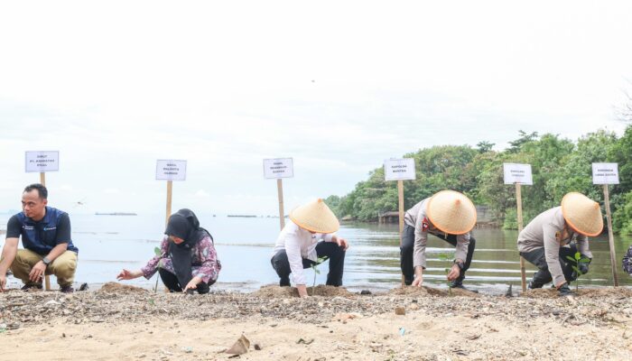 Tanam 1.000 Mangrove di Cilegon, Wagub Banten: Benteng Alami Lawan Abrasi dan Serap Karbon