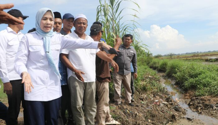 1.421 Hektare Sawah Tak Maksimal, Bupati Serang Janji Perbaiki Irigasi di Tirtayasa