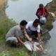 Tebar 50 Kg Ikan di Bekas Galian C, Polisi dan Pengusaha Komit Pulihkan Lingkungan Ciwandan