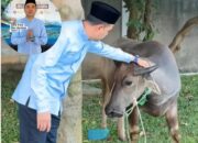 PAN Cilegon Sembelih 2 Sapi dan 2 Kerbau, Dede Rohana: Wujud Perintah Ketum untuk Bantu Rakyat