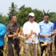 KNPI Lebak Panen Jagung untuk Beasiswa dan Bansos, Dimyati: Pemuda Harus Berani Jadi Petani