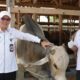 Target Swasembada Pangan, DKPP Serang Tanam Padi 500 Hektare, Hasil Panen Dibidik 12 Ton